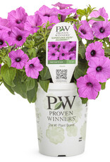 Proven Winners Petunia Supertunia Vista Jazzberry PW 4 in