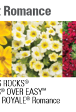 Proven Winners Annual Hanging Basket- Radiant Romance 12 inch-