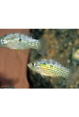 Segrest Farms American Flagfish Killie Reg