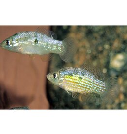 Segrest Farms American Flagfish Killie Reg