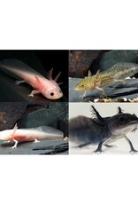 Segrest Farms Assorted Axolotl Reg