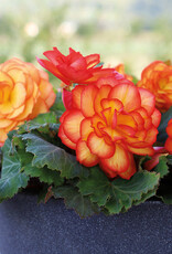 Four Stars Begonia NonStop Fire 3.5 PS