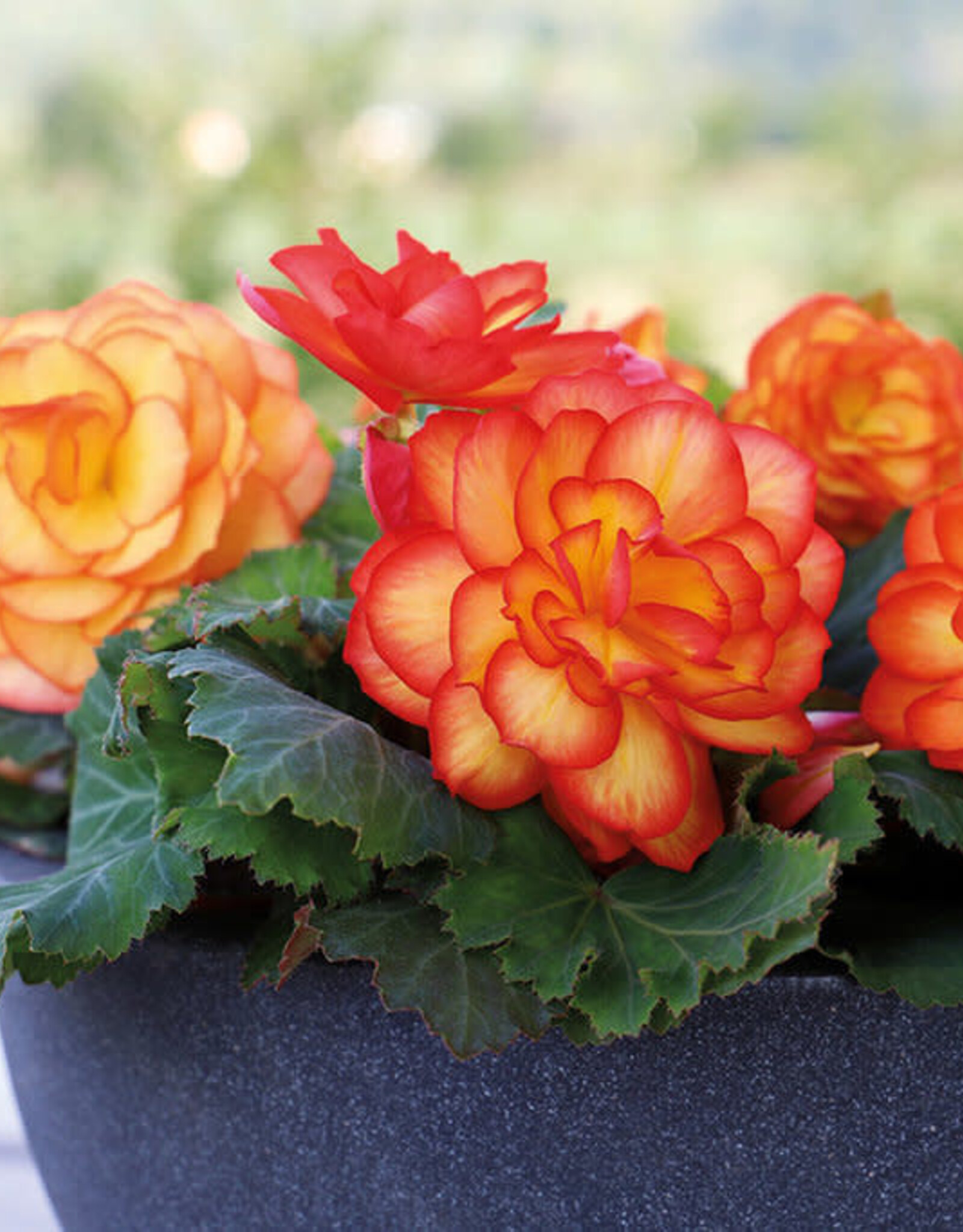 Four Stars Begonia NonStop Fire 3.5 PS