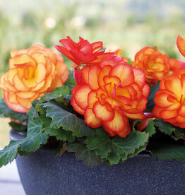 Four Stars Begonia NonStop Fire 3.5 PS