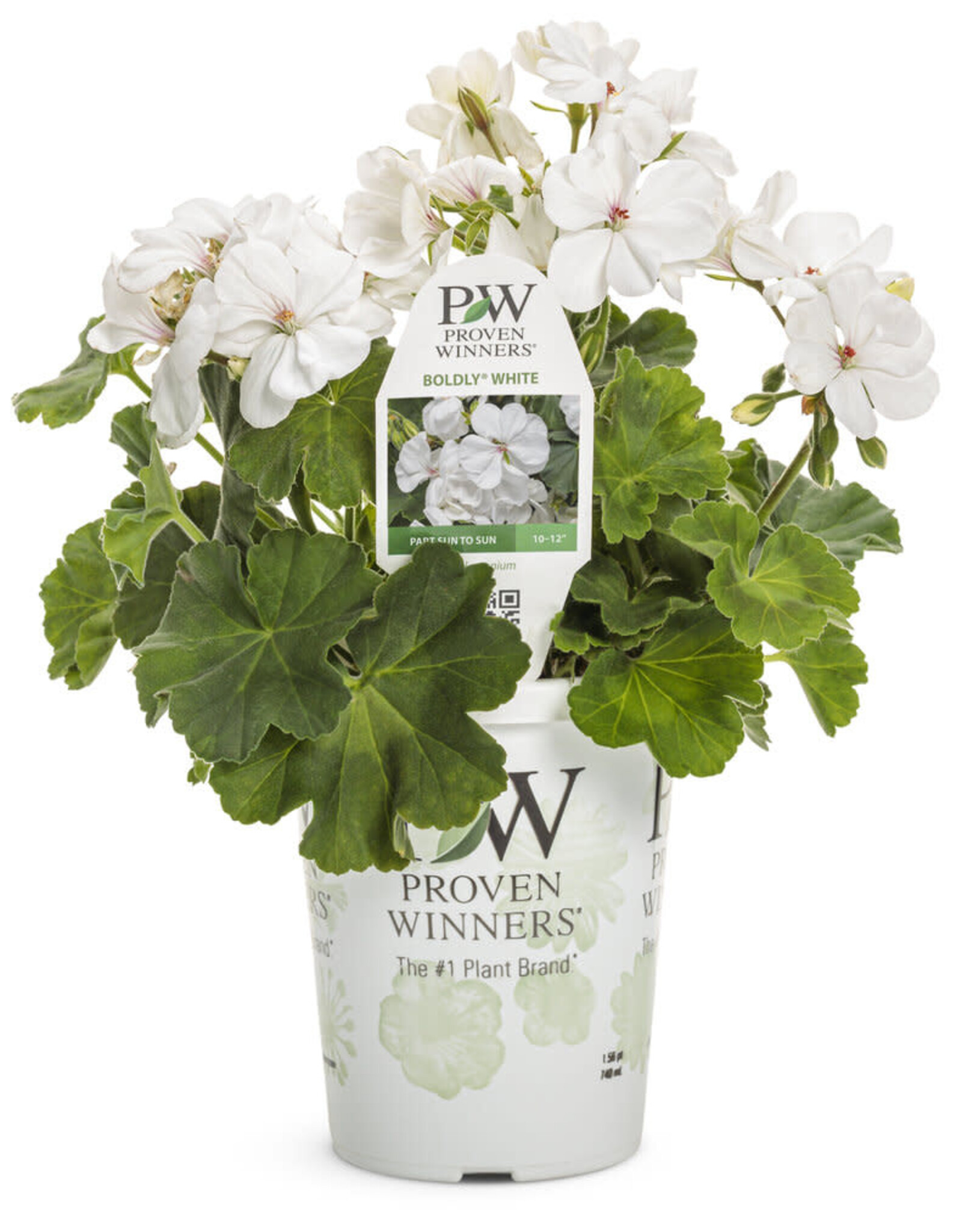 Proven Winners Pelargonium  Boldly White PW 5.5 in