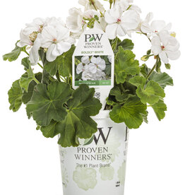 Proven Winners Pelargonium  Boldly White PW 5.5 in