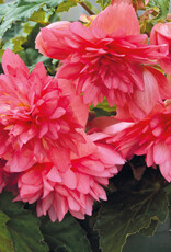 Begonia Funky Pink 4in PS
