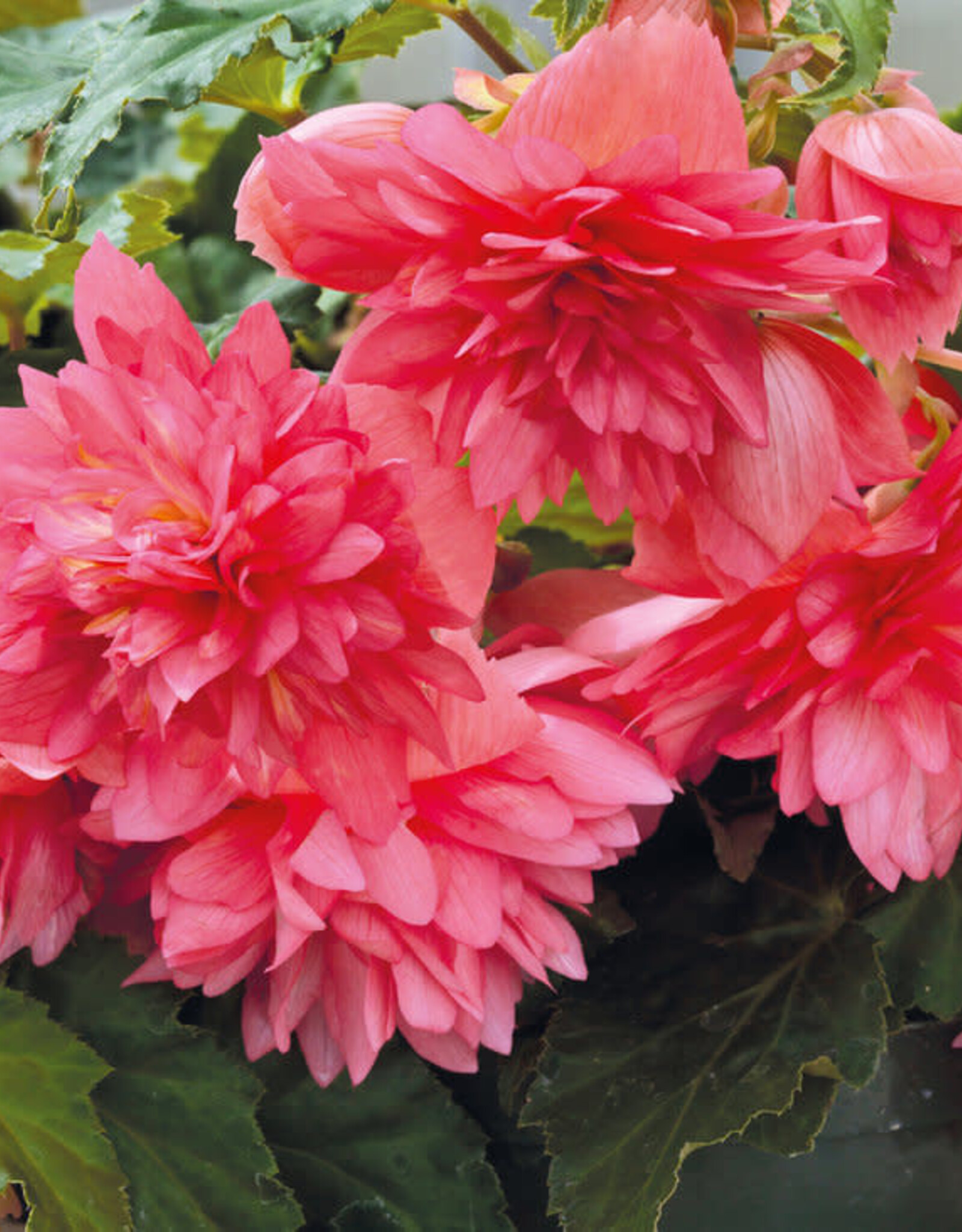 Begonia Funky Pink 4in PS