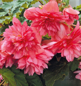 Begonia Funky Pink 4in PS