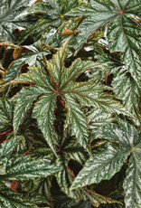 Four Stars Begonia PROVEN ACCENTS® PEGASUS® 3.5in