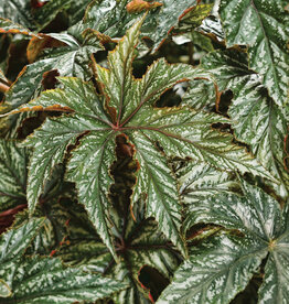 Four Stars Begonia PROVEN ACCENTS® PEGASUS® 3.5in