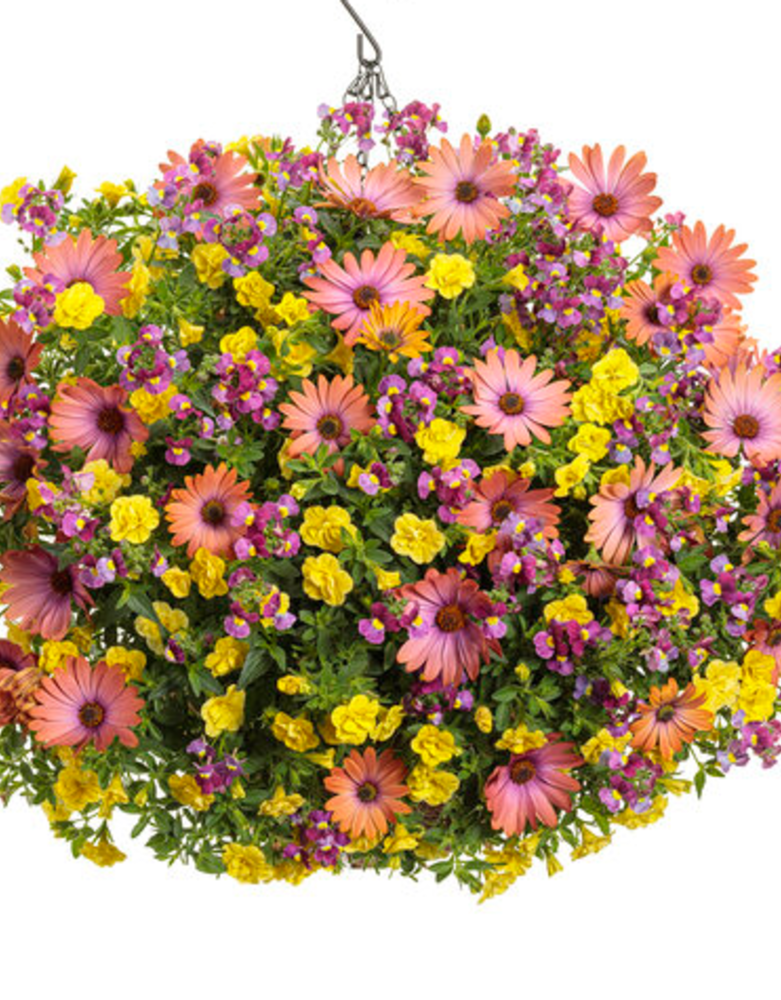 Proven Winners Annual Hanging Basket- Bundle of Joy 12 in
