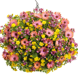Proven Winners Annual Hanging Basket- Bundle of Joy 12 in