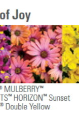 Proven Winners Annual Hanging Basket- Bundle of Joy 12 in
