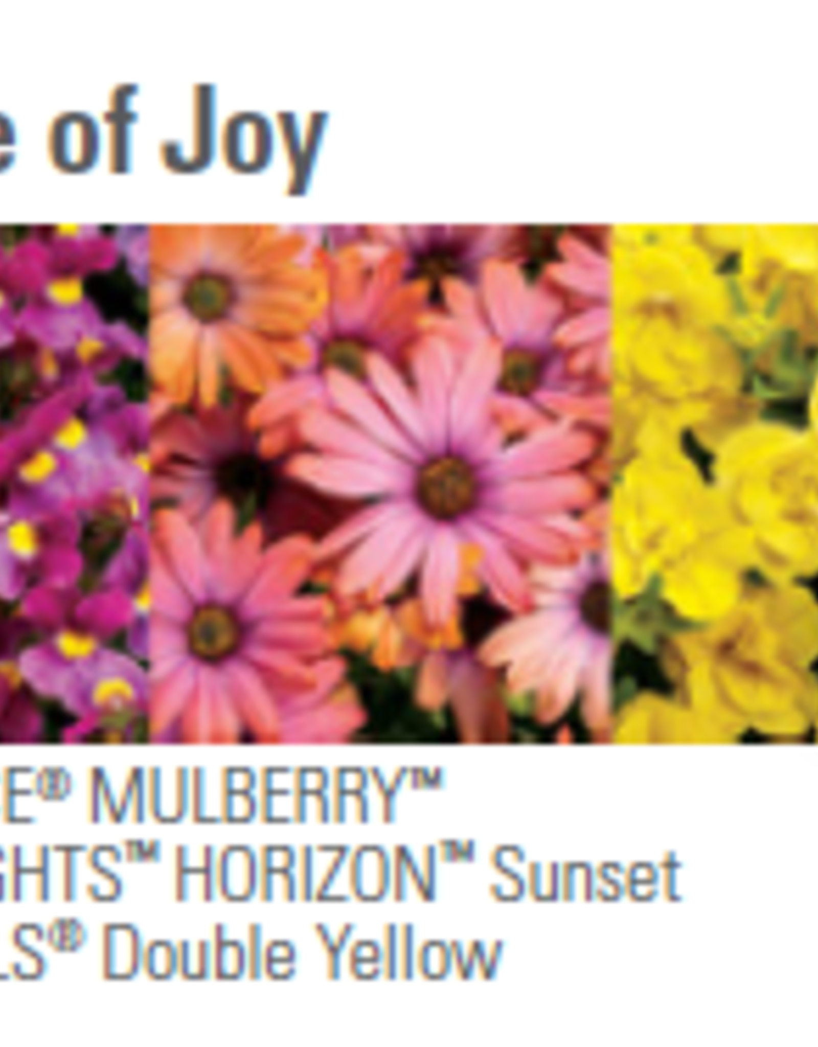 Proven Winners Annual Hanging Basket- Bundle of Joy 12 in