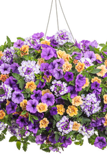 Proven Winners Annual Hanging Basket- Polar Peach 12 in