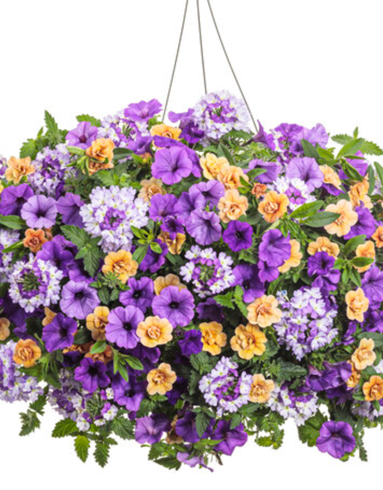 Proven Winners Annual Hanging Basket- Polar Peach 12 in