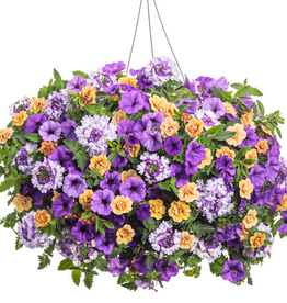 Proven Winners Annual Hanging Basket- Polar Peach 12 in