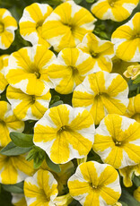 Proven Winners Calibrachoa Superbells® Lemon Slice™ PW  3.5in