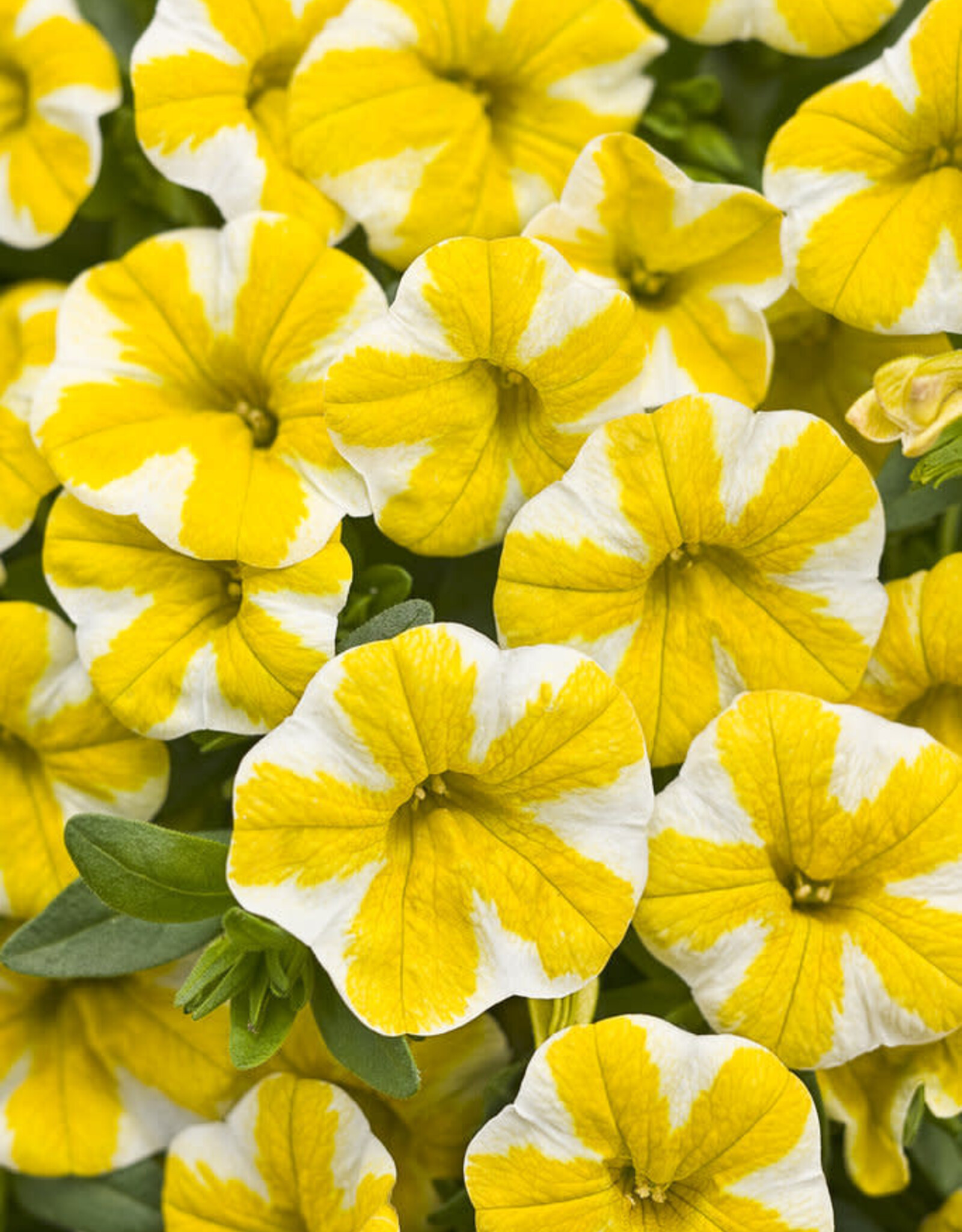 Proven Winners Calibrachoa Superbells® Lemon Slice™ PW  3.5in