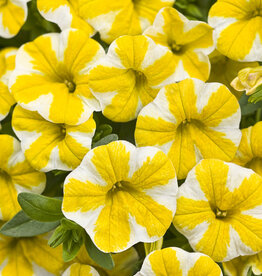 Proven Winners Calibrachoa Superbells® Lemon Slice™ PW  3.5in