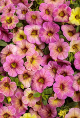 Proven Winners Calibrachoa Superbells® Magic™  Pink Lemonade PW  3.5in