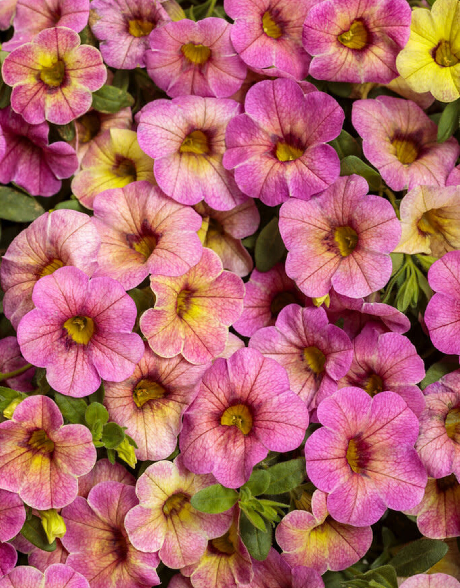 Proven Winners Calibrachoa Superbells® Magic™  Pink Lemonade PW  3.5in