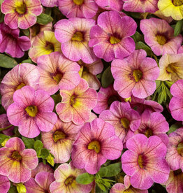 Proven Winners Calibrachoa Superbells® Magic™  Pink Lemonade PW  3.5in