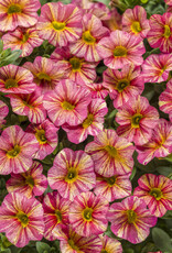 Proven Winners Calibrachoa Superbells® Tropical Sunrise PW  3.5in