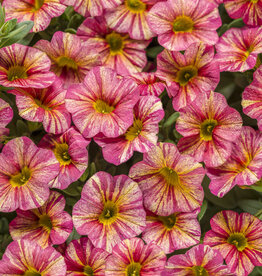 Proven Winners Calibrachoa Superbells® Tropical Sunrise PW  3.5in