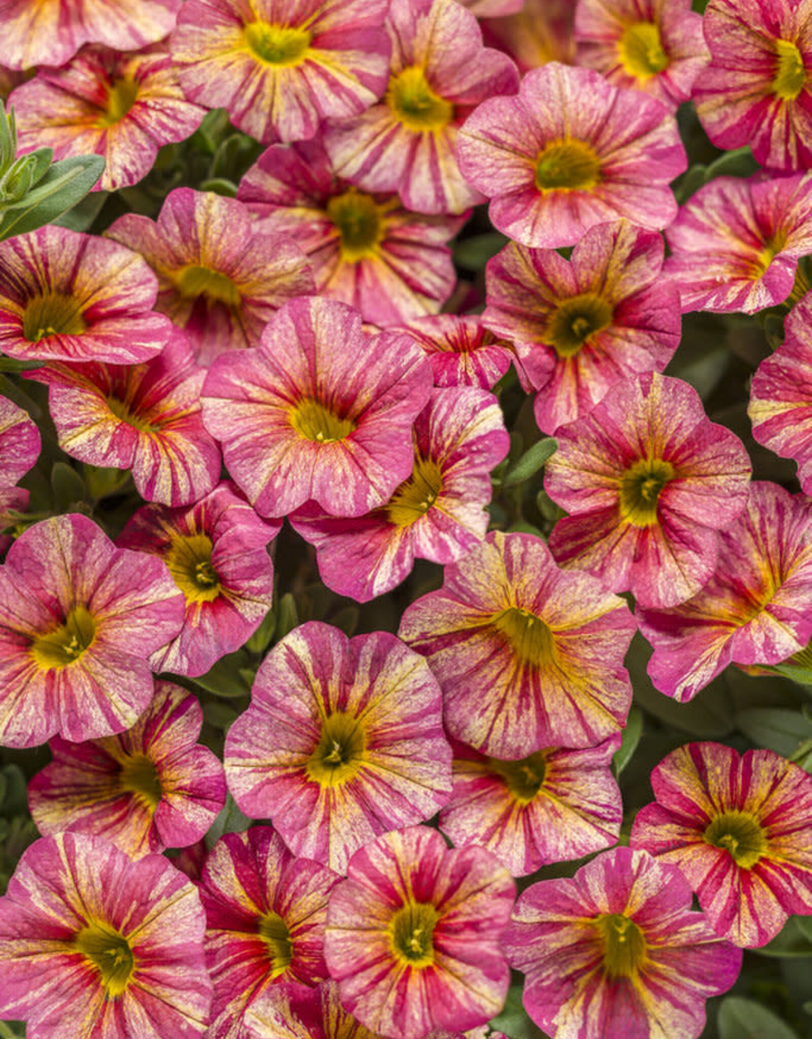 Proven Winners Calibrachoa Superbells® Tropical Sunrise PW  3.5in