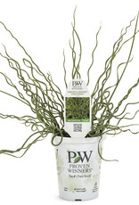 Proven Winners Juncus Spiralis  3.5in PW Curly Wurly