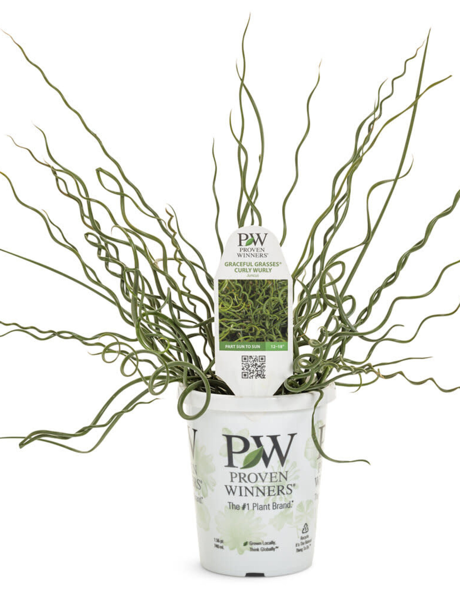 Proven Winners Juncus Spiralis  3.5in PW Curly Wurly