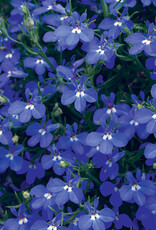 Proven Winners Lobelia Laguna Dark Blue PW 4 in