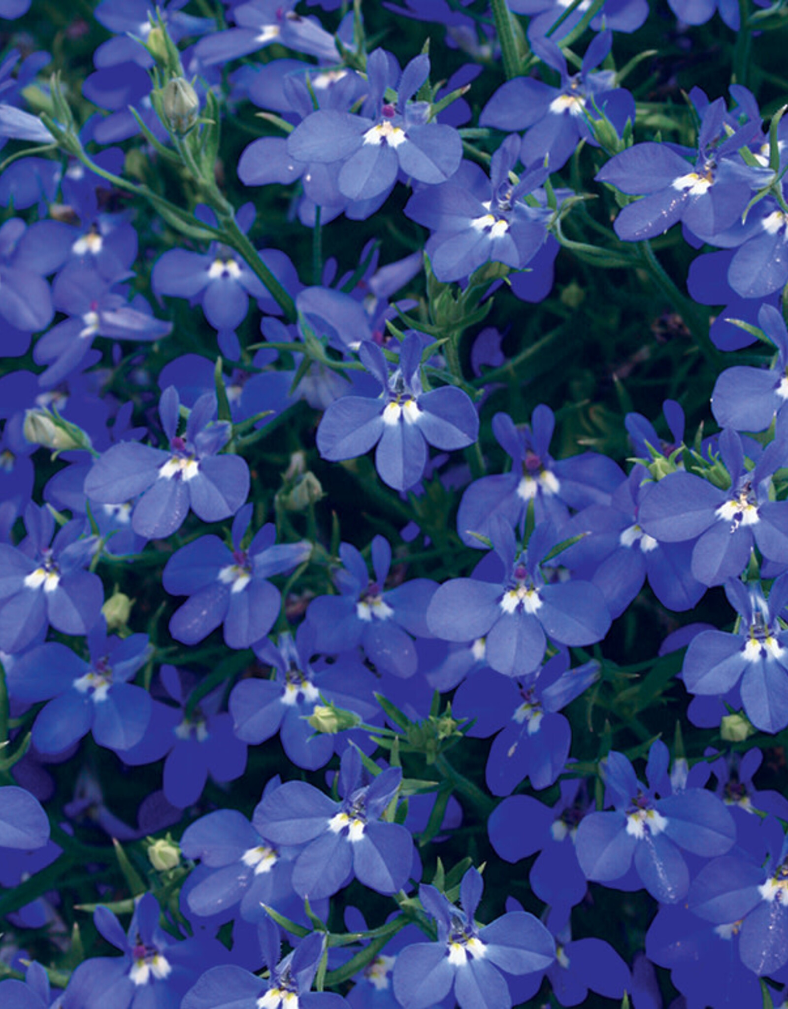 Proven Winners Lobelia Laguna Dark Blue PW 3.5 in