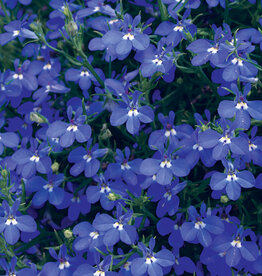 Proven Winners Lobelia Laguna Dark Blue PW 3.5 in