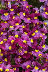 Proven Winners Nemesia Aromance Mulberry PW  3.5 in