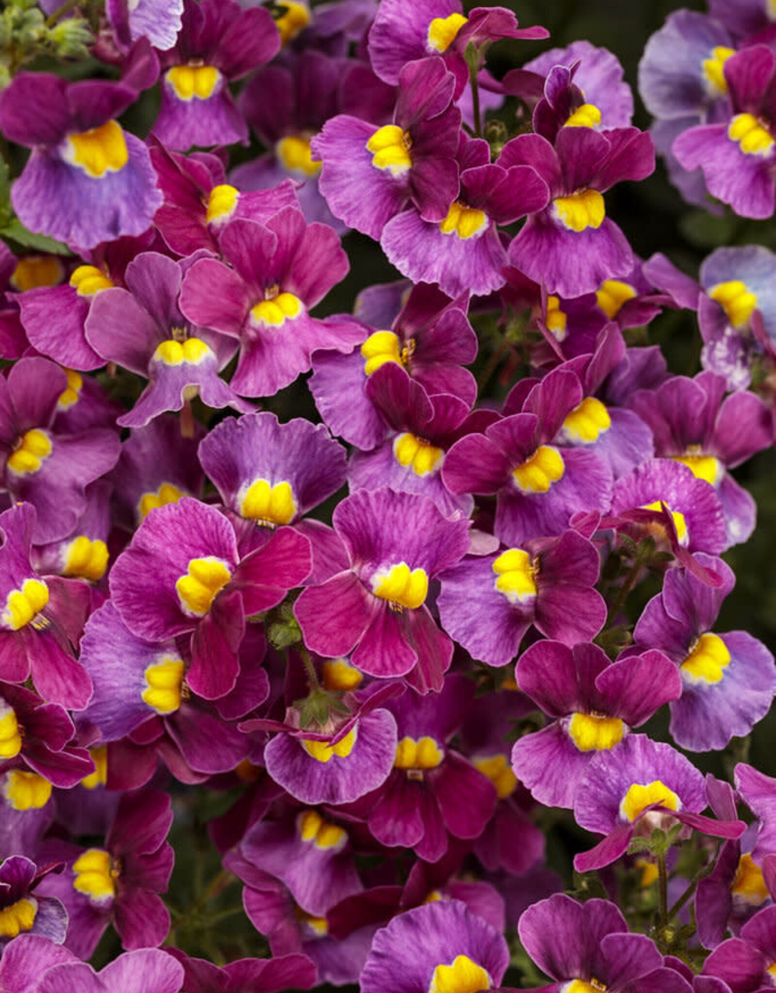 Proven Winners Nemesia Aromance Mulberry PW  3.5 in