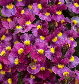 Proven Winners Nemesia Aromance Mulberry PW  3.5 in