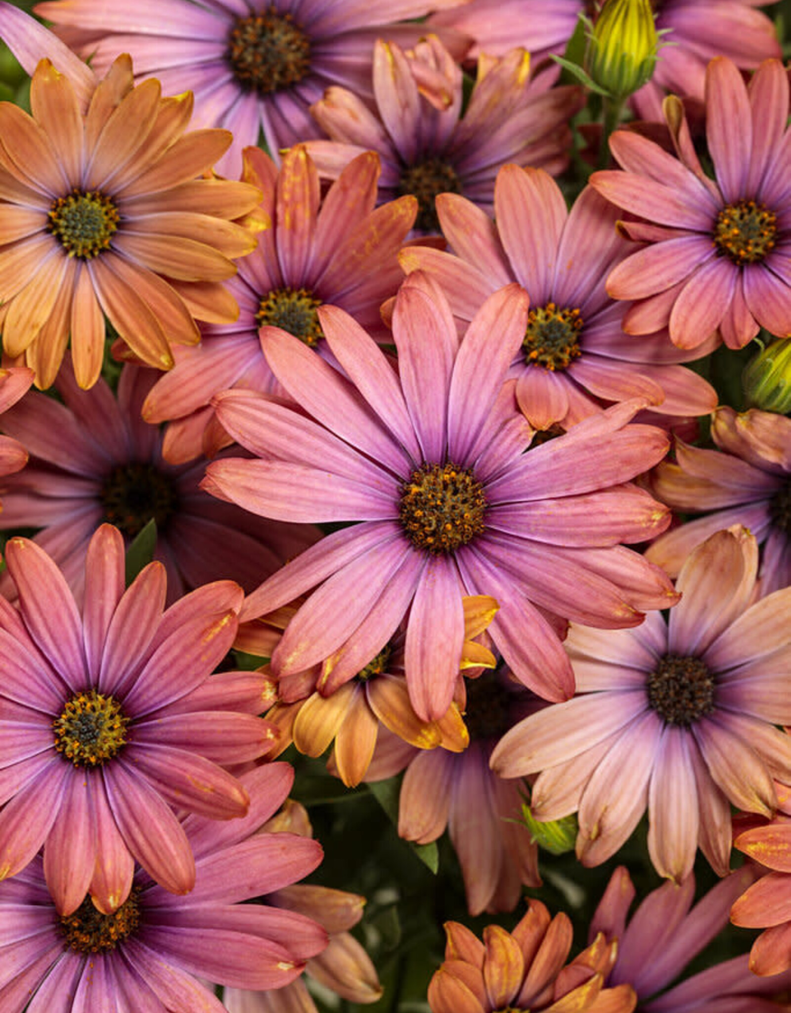 Proven Winners Osteospermum Bright Lights™ Horizon Sunset PW  3.5in African Daisy