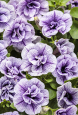 Proven Winners Petunia Supertunia® Priscilla -Double -PW  3.5 in