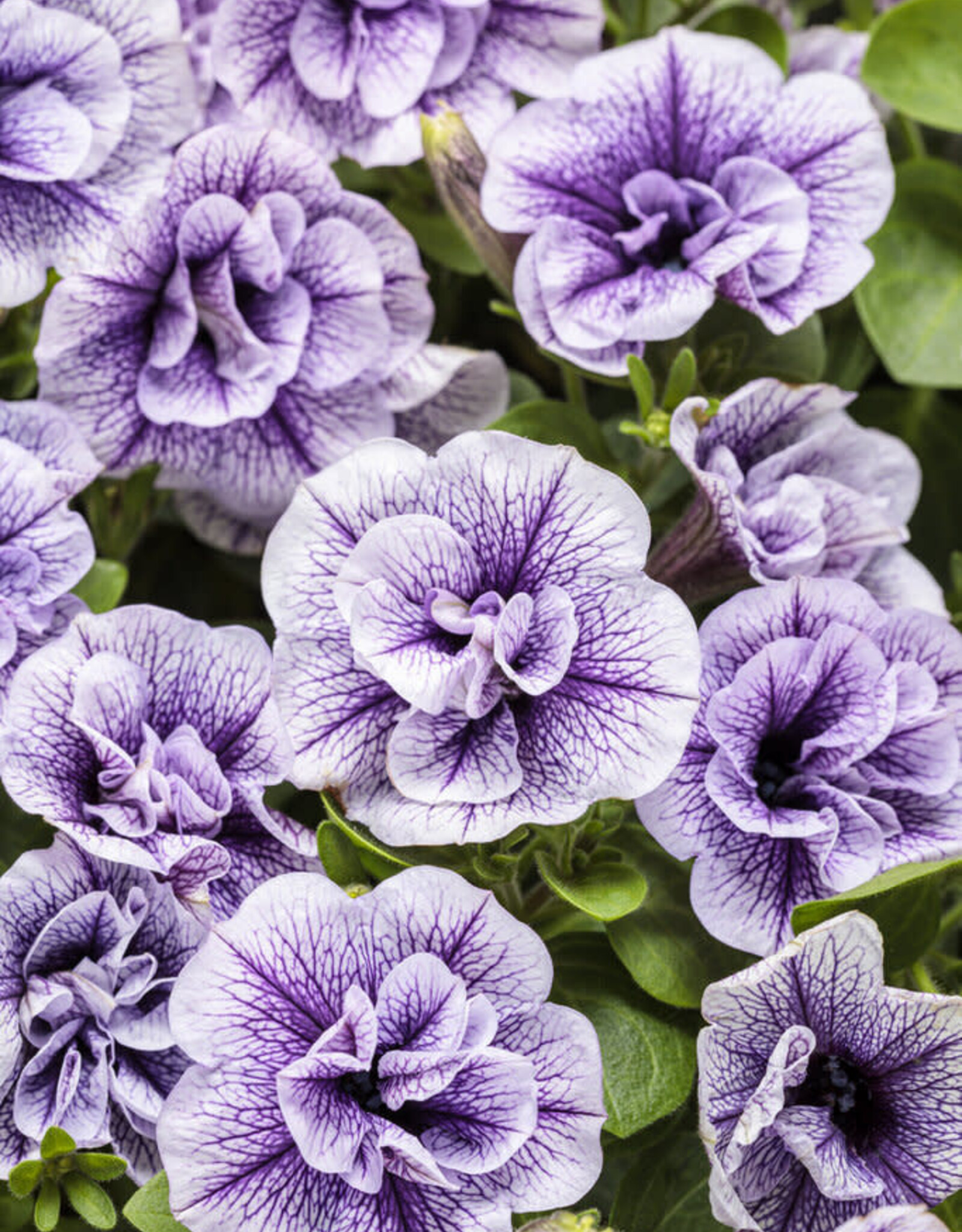 Proven Winners Petunia Supertunia® Priscilla -Double -PW  3.5 in