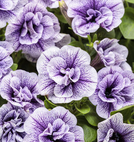 Proven Winners Petunia Supertunia® Priscilla -Double -PW  3.5 in