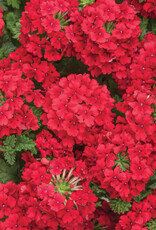 Proven Winners Verbena Superbena Red PW  3.5in