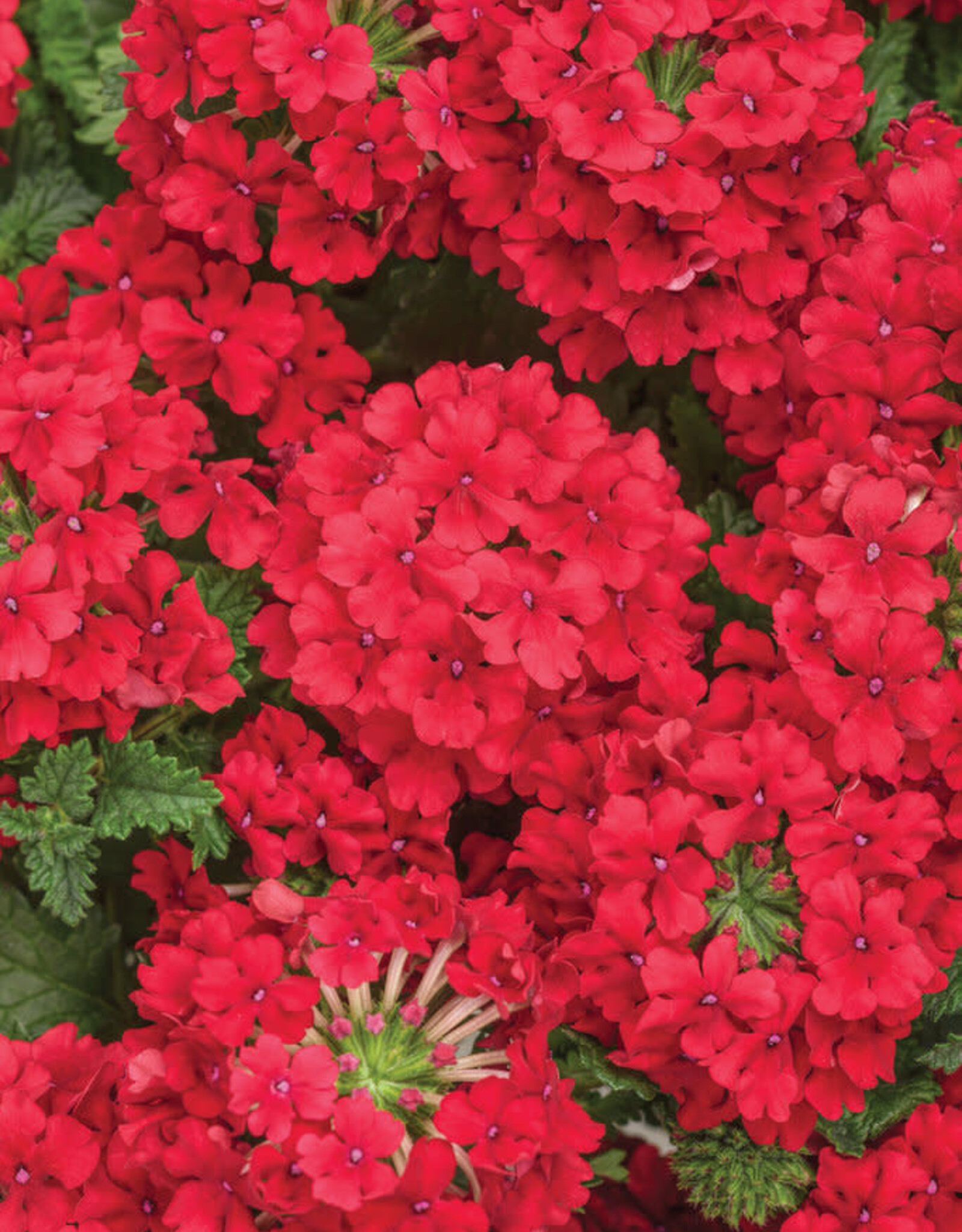 Proven Winners Verbena Superbena Red PW  3.5in