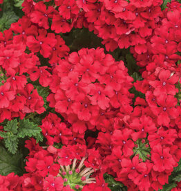 Proven Winners Verbena Superbena Red PW  3.5in