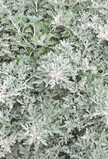 Four Stars Artemesia Silver Bullet 3.5in Proven Accents