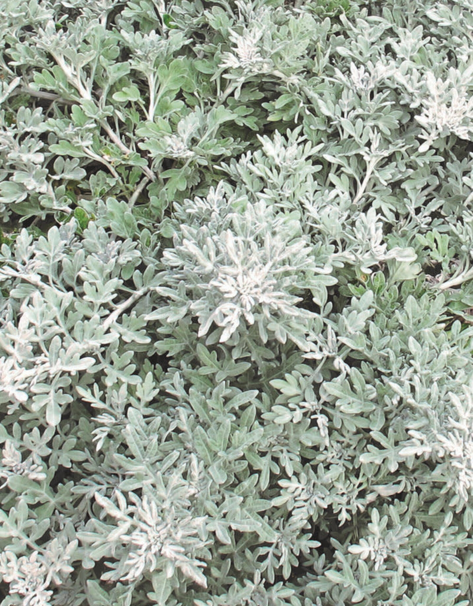Four Stars Artemesia Silver Bullet 3.5in Proven Accents