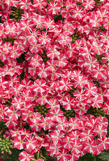 Proven Winners Verbena Superbena Cherryburst PW 3.5 in