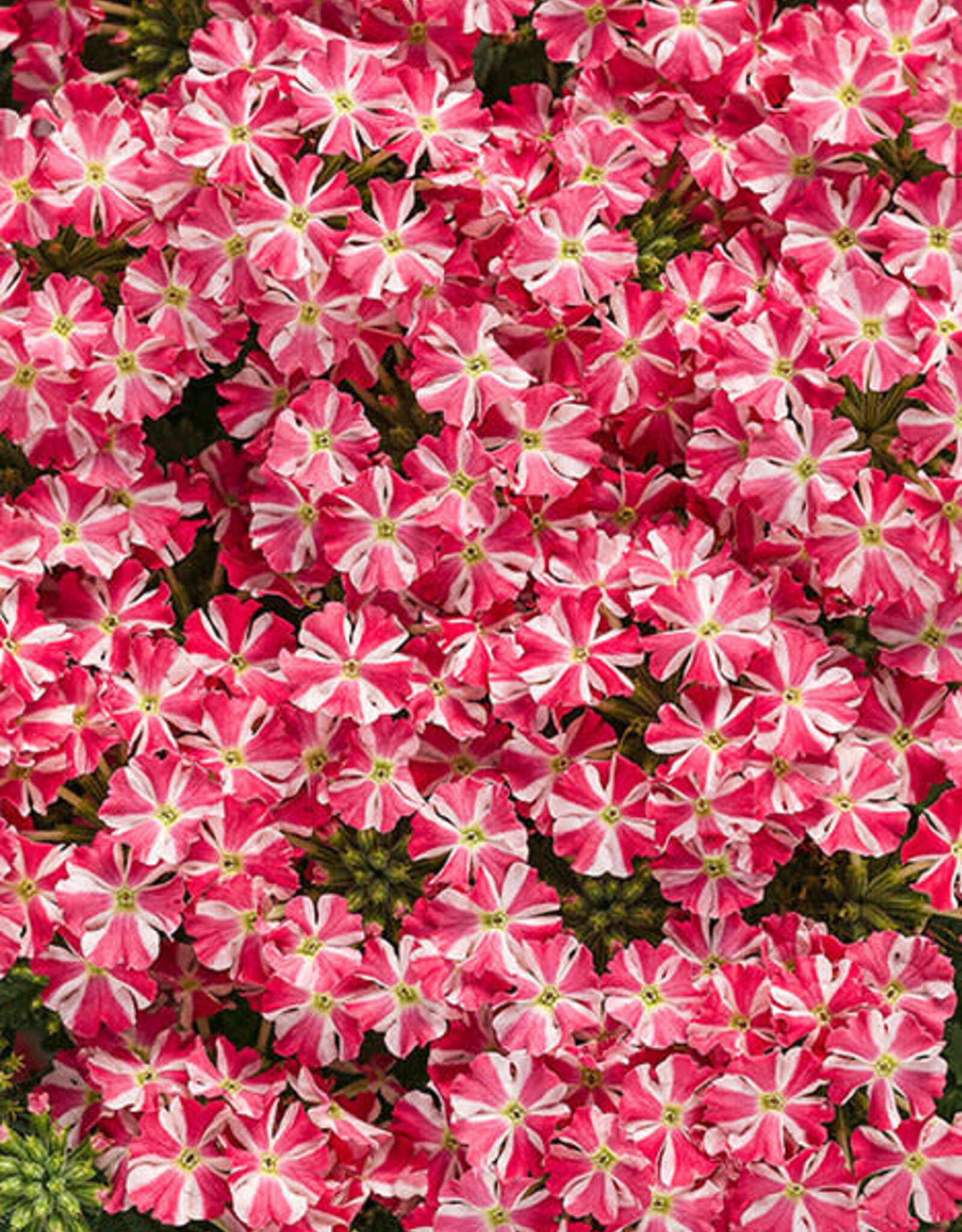 Proven Winners Verbena Superbena Cherryburst PW 3.5 in